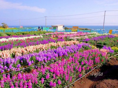 早春の絶景 白間津のお花畑と食用菜花摘み 南房総市千倉 Oricon News