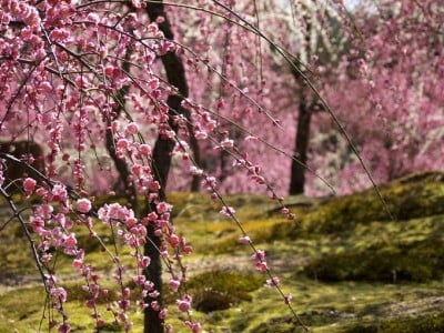 早春の京都 一度は訪れたい 梅風景５選 Oricon News