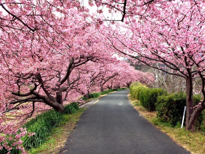 サムネイル 南伊豆町「みなみの桜と菜の花まつり」河津桜と菜の花の絶景の巡り方