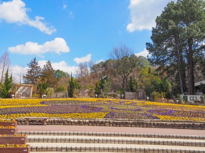 旅うさぎと光の国 大阪府立花の文化園 はなぶんサンクスイルミ Eltha エルザ 旅うさぎと光の国 大阪府立花の文化園 はなぶんサンクスイルミ Eltha エルザ
