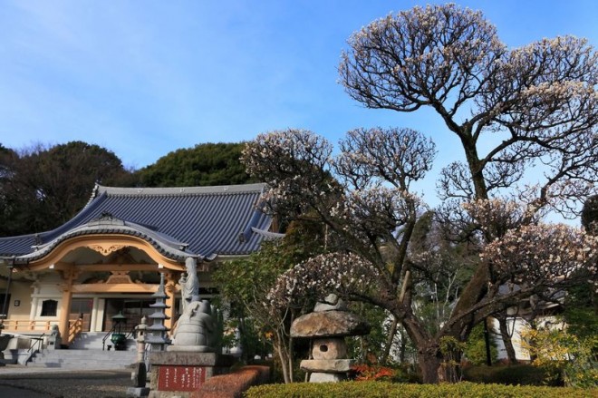 梅の花観賞は町田の超穴場へＧＯ！石像いっぱいの「祥雲寺」 | ORICON NEWS