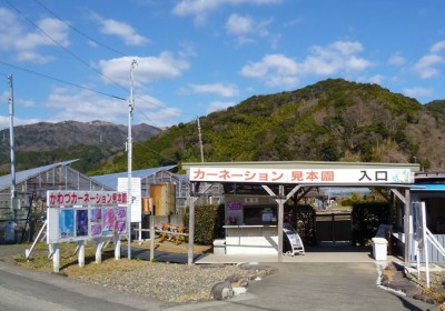 伊豆 かわづカーネーション見本園 新品種と河津桜のダブルのお花見も Oricon News