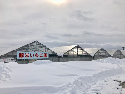 雪国山形で雪中いちご狩り 寒河江観光いちご園で冬の思い出作り Oricon News