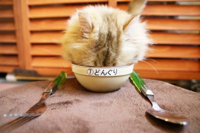 東京 猫スポット ６選 おすすめ猫カフェ かわいいネコ雑貨はココ Eltha エルザ