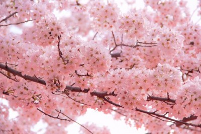 京都桜の開花予想 見ごろは 京都観光おすすめ桜名所 穴場15選 Oricon News