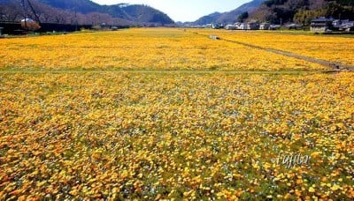 目を疑う程大規模！西伊豆・松崎町「田んぼをつかった花畑」6種の花が