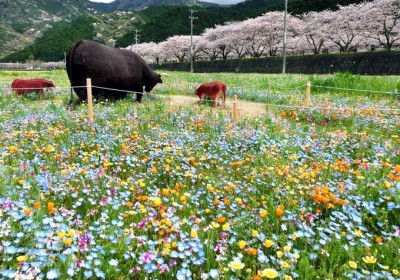 田んぼをつかった花畑と桜が凄い伊豆松崎 リアルかかしで人気沸騰 Eltha エルザ