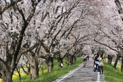 田園風景の中に1 8km続く桜並木 埼玉県 さくら堤公園 Oricon News