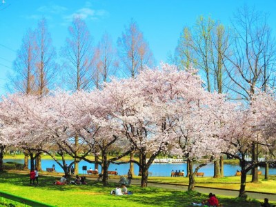 埼玉 川越狭山自転車道は桜と菜の花の超穴場お花見スポット Oricon News