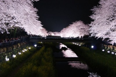 調布 野川の夜桜ライトアップは桜満開の一夜限りの開催 Oricon News