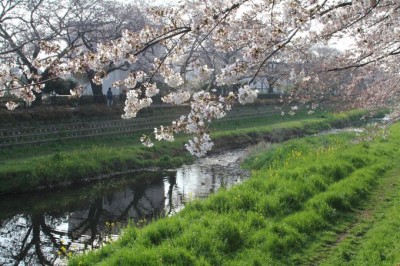 調布 野川の夜桜ライトアップは桜満開の一夜限りの開催 Oricon News