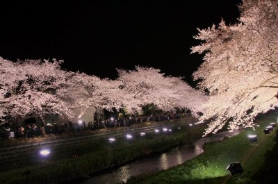 調布 野川の夜桜ライトアップは桜満開の一夜限りの開催 Oricon News