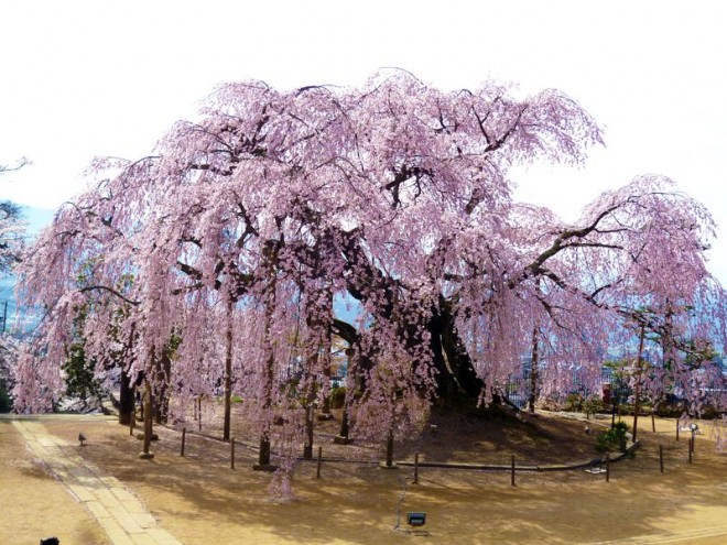 唯一無二の奇跡の桜！南信州飯田「麻績の里 舞台桜」 | ORICON NEWS