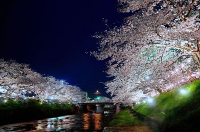 極上の夜桜を堪能 山口県さくらライトアップおすすめ３選 Oricon News