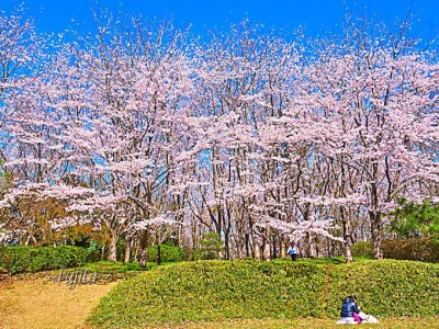 桜の林と夜桜屏風が絶景 千葉 佐倉城址公園は穴場のお花見名所 Oricon News