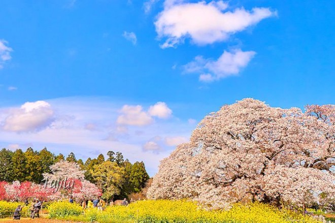 穴場の絶景！千葉県印西市「吉高の大桜」と「小林牧場の桜」 | ORICON NEWS