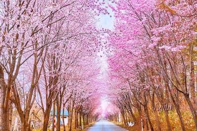 総延長20km！青森「世界一の桜並木」と岩木山の絶景コラボ | ORICON NEWS