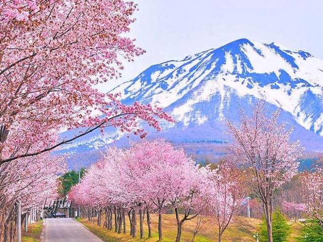 総延長20km！青森「世界一の桜並木」と岩木山の絶景コラボ | ORICON NEWS