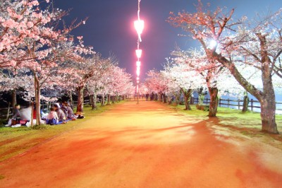 インスタ映えする香川の桜 オススメお花見スポット５選 Oricon News