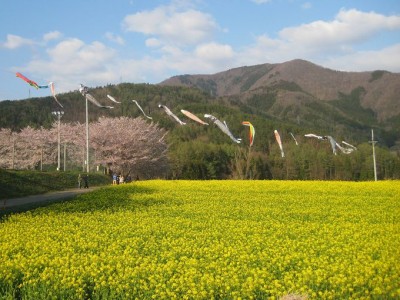 一面の菜の花に圧倒 おぼろ月夜 のモチーフ 飯山市 菜の花公園 Oricon News