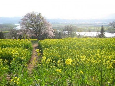 一面の菜の花に圧倒 おぼろ月夜 のモチーフ 飯山市 菜の花公園 Oricon News