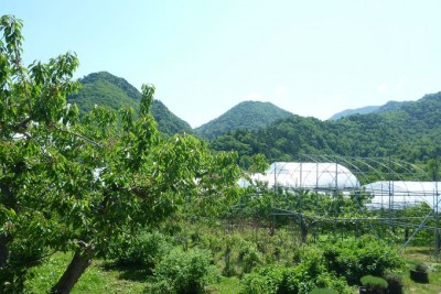 北海道限定品種のいちご狩り体験 札幌から日帰り 定山渓ファーム Oricon News