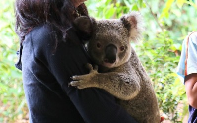 オーストラリアでコアラを抱っこ ゴールドコーストの動物園カランビン Oricon News