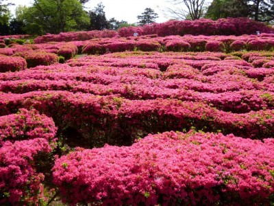 伊東市 小室山公園 つつじ祭りと伊豆随一の大パノラマが美しすぎる Oricon News