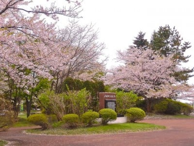 8000本の絶景桜並木 北海道石狩市 戸田記念墓地公園 Oricon News