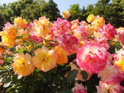 華麗なるバラの歴史をたどる花園 平塚市 花菜ガーデン 薔薇の轍 Oricon News