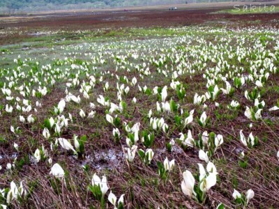 尾瀬の水芭蕉ベストショットはココ 下ノ大堀 行き方ガイド Oricon News 尾瀬の水芭蕉ベストショットはココ 下ノ大堀 行き方ガイド Oricon News