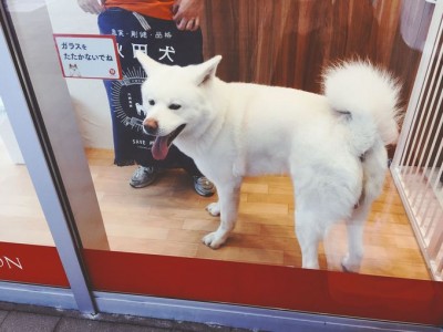 本場秋田でモフモフわんこに会える 秋田犬ステーション Oricon News