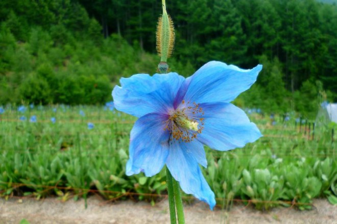 幻の花 青いケシ が咲く国内有数の花畑 長野県大鹿村 中村農園 Oricon News