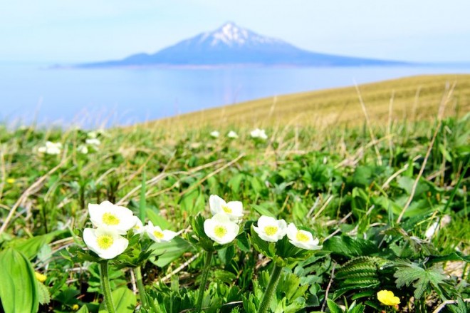 礼文 島 花 ベスト シーズン ストア