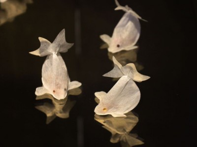 台湾の金魚はおいしくて美しい!CHARM VILLA（子村荘園）の金魚