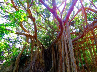 沖縄の聖地 大石林山は２億年の歴史 琉球神話のパワースポット Oricon News