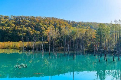 美瑛 青い池 おすすめ時間帯は午後一番 夏も紅葉も絶景 Oricon News