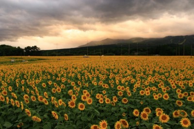 絶景 那須連峰をバックに咲く0万本のひまわりが凄い Oricon News