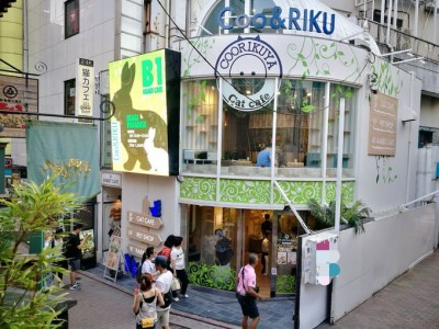 渋谷 猫カフェ 空陸屋plus はみんな血統書付きセレブ猫 Oricon News