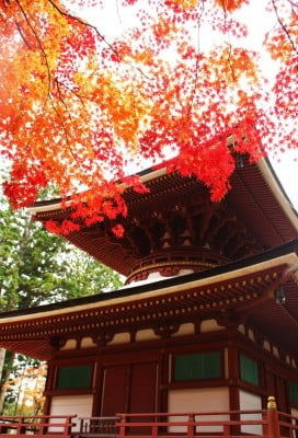 高野山 紅葉 安い ベスト シーズン