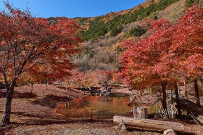 寸又峡の紅葉は渋滞前の早朝に 静岡の秘湯で紅葉狩り Oricon News