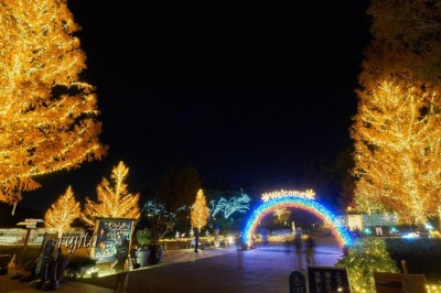 埼玉 森林公園の紅葉ライトアップが美しい イルミネーションも実施 Oricon News