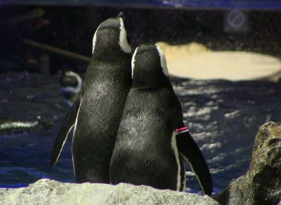 クリスマスデートに すみだ水族館 ペンギンと過ごすクリスマス Eltha エルザ