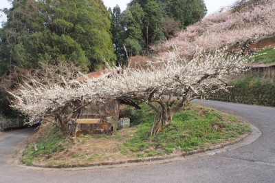 梅宮大社神苑 ― 京都市右京区の庭園。 | 庭園情報メディア【おに