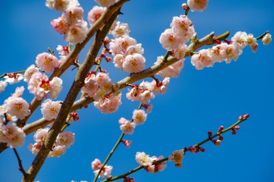 奈良・南朝の里「賀名生梅林」で2万本の梅の花を満喫！ | ORICON