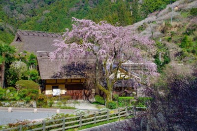 奈良・南朝の里「賀名生梅林」で2万本の梅の花を満喫！ | ORICON