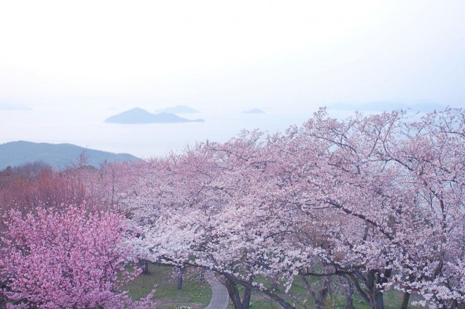 サムネイル NYタイムズにも紹介された香川「紫雲出山」の桜と絶景