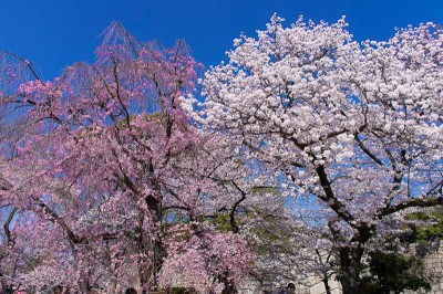 大阪城 は桜の名所 ライトアップも美しい関西有数の花見スポット Oricon News