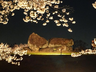 幽玄の世界へ 奈良 石舞台夜桜ライトアップと川原寺 幻桜の夜 Eltha エルザ