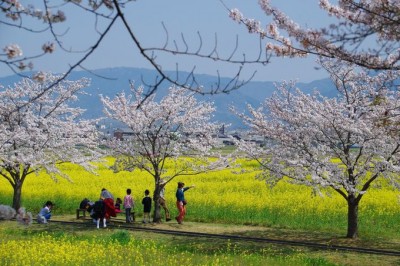 奈良 春の藤原宮跡へ250万本の菜の花を見に行こう Oricon News